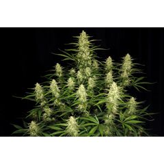 Papaya Cookies Auto, Фасовка: 3